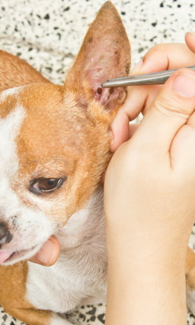5 home remedies to prevent flea and tick infestation