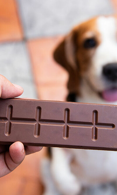 9 common human foods that are unsafe for dogs