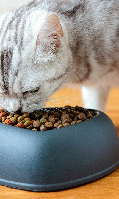 10 Best Cat Food Deals to Expect for Black Friday 2023