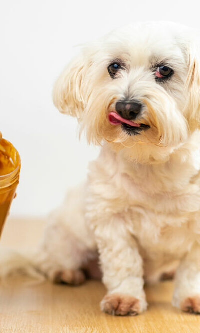 Top 9 human foods that dogs can enjoy