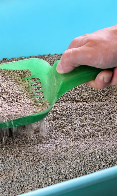 10 ways to make cats use litter boxes