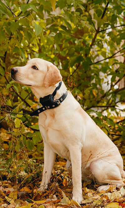 6 benefits of invisible wireless electric dog fences