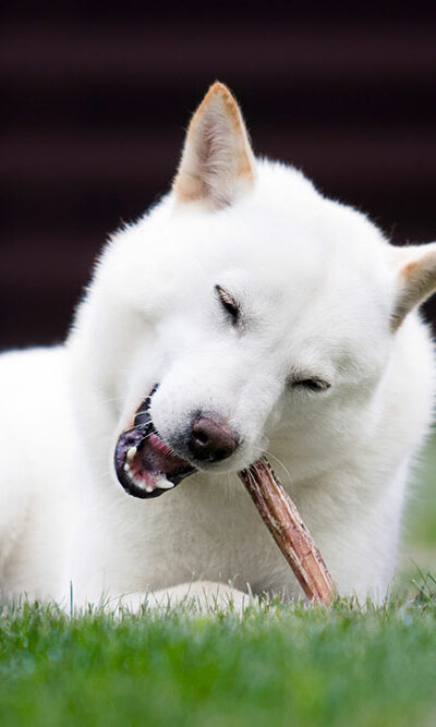 4 major dangers of bully sticks for dogs