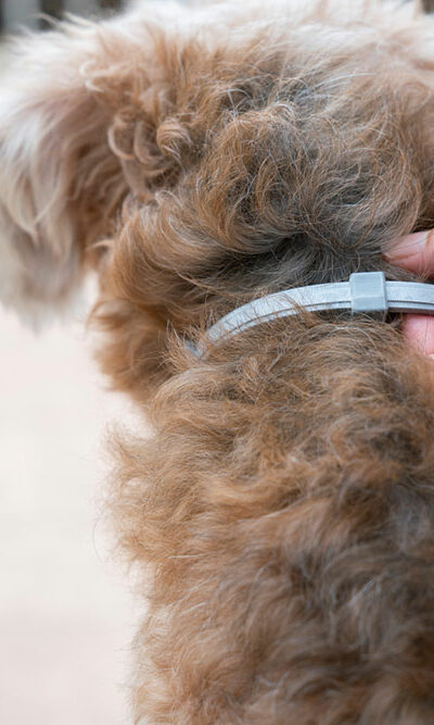 8 common mistakes when using flea and tick collars on dogs