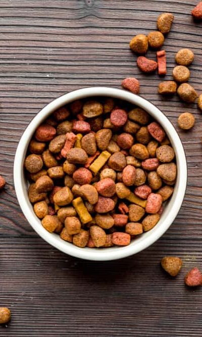 Popular types of dog food and tips to choose